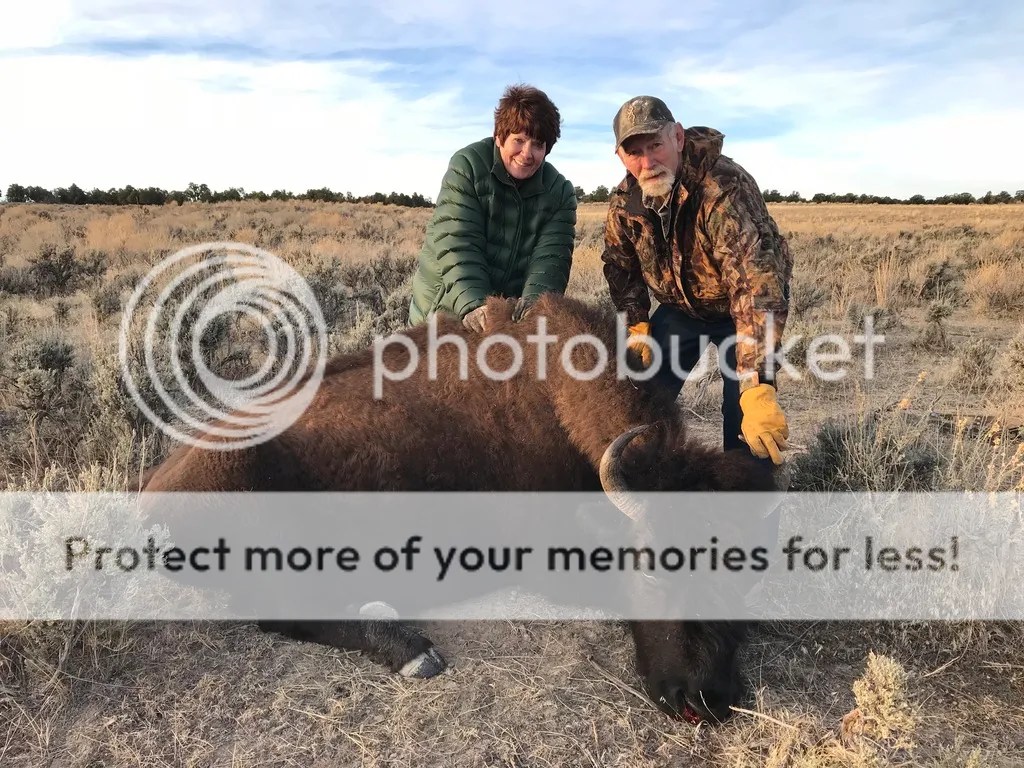 Book Cliffs bison